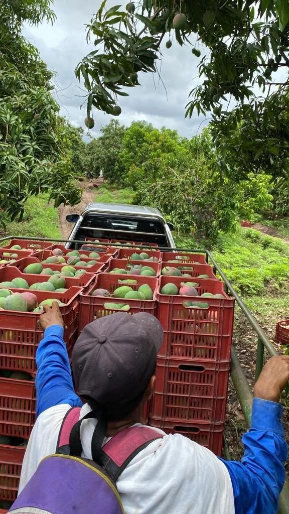 Mango fields