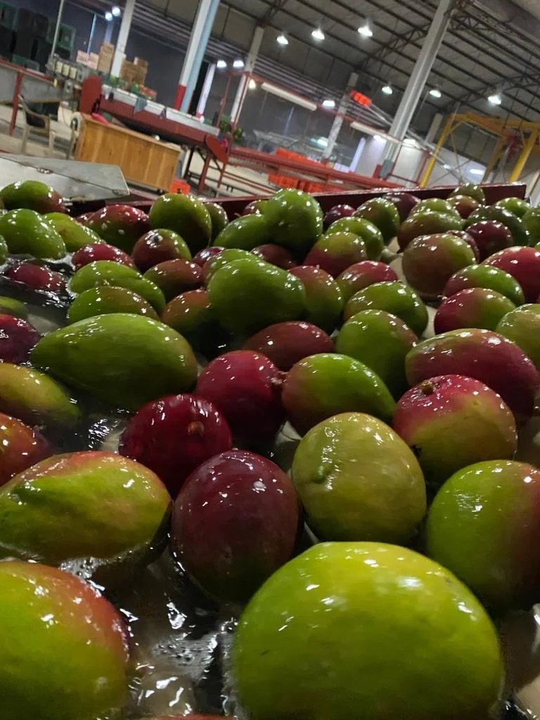 Wholesale fruit packing